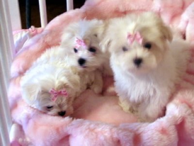 Twee Geregistreerd Maltese Puppies beschikbaar voor adoptie,