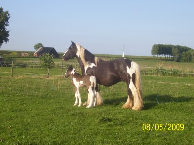 mooie drachtige * ster tinkermerrie