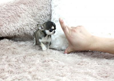 chihuahua pups voor goede woningen