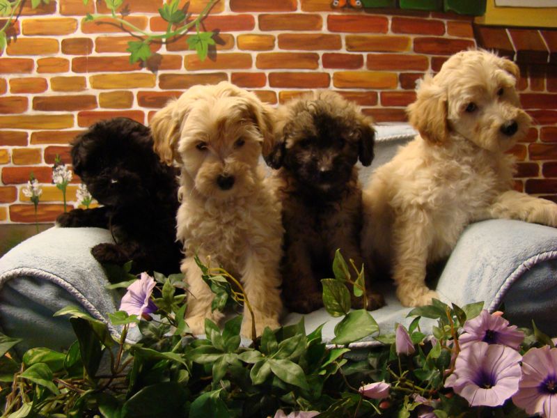Labradoodle pups medium en mini