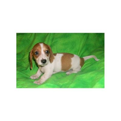 Miniatuur Teckels te koop