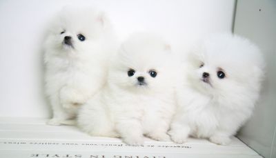 Zoete Pomeranian / Pommeren Puppies