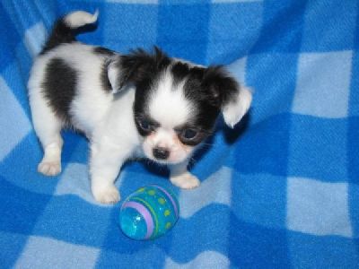 Mooie Chihuahua pups.