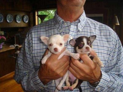 we hebben twee schattige gezonde chihuahua pups voor gratis adoptie