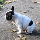    Prachtige kwaliteit Franse bulldog nesten voor nieuwe woningen.