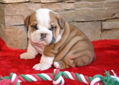 Goed opgeleide Engels Bulldog pups voor adoptie