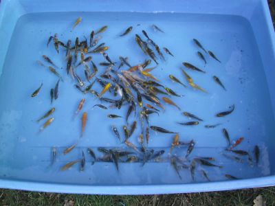 Baby koi's van 7 tot 10 cm aan 1,20 euro per stuk
