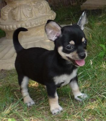 Kleine chihuahua pups voor adoptie.