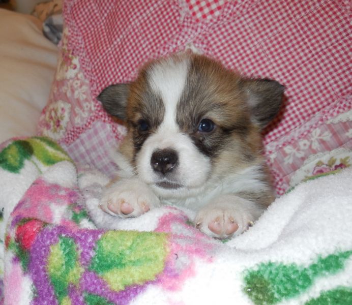 Welsh corgi pembroke pups