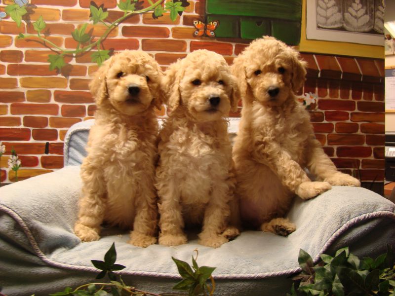 Labradoodle pups