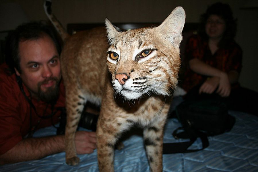 Exotische katten beschikbaar