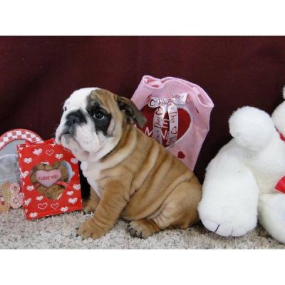 twee schattige Engels bulldog puppies beschikbaar en klaar om te gaan