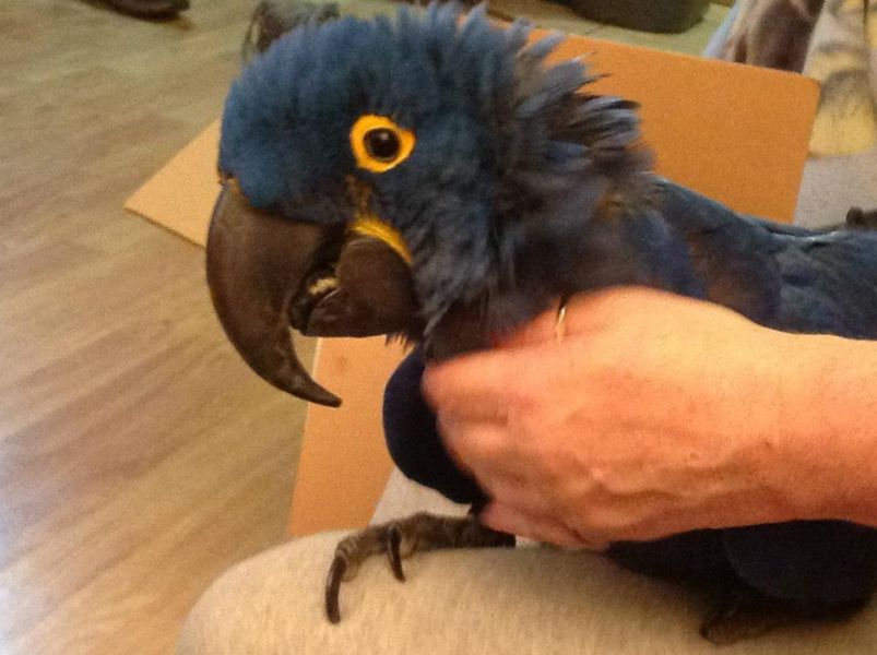 Hyacinth Macaw aangenomen