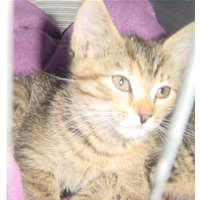 Particuliere verkoop van schattige kruisingskittens!