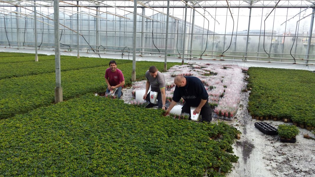 Jarini, dé specialist voor alle sierteelt werkzaamheden!