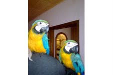 praten blauw en goud ara papegaaien te koop