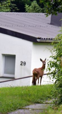 Sauerland, vrijstaande bungalow, vakantiepark 