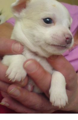 Kleine chihuahua pups voor adoptie.