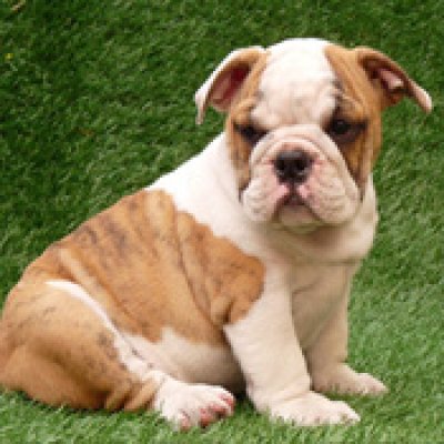 geregistreerd bulldog voor vrije adoptie.