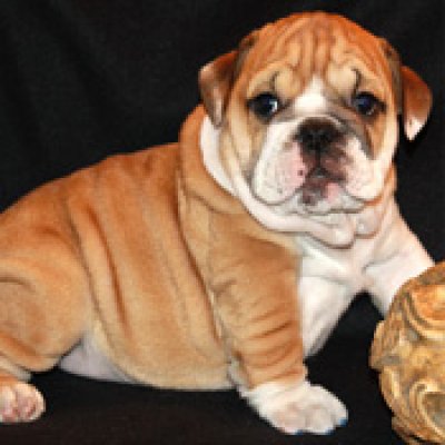 geregistreerd bulldog voor vrije adoptie.