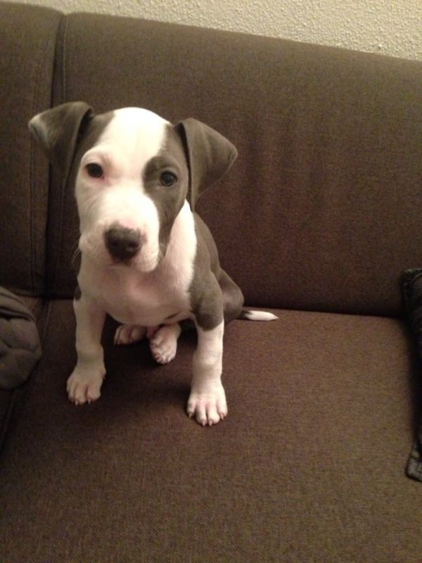 Te koop amerikaanse stafford