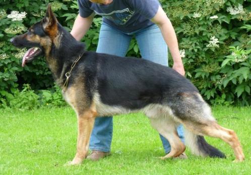 Nestje DUITSE HERDERS verwacht