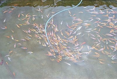 Baby koi's van 7 tot 10 cm aan 1,20 euro per stuk