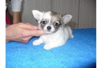Mooie Chihuahua pups te koop