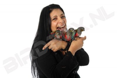 Nog Nooit was het Trainen van Je Papegaai zo Eenvoudig!