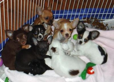 Mooie Chihuahua pups.