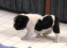    Prachtige kwaliteit Franse bulldog nesten voor nieuwe woningen.