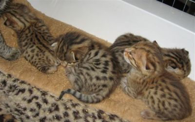 Caracal, cheetah, bobcat en ocelot kittens te koop