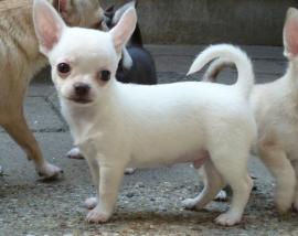Zindelijk chihuahua pups voor adoptie