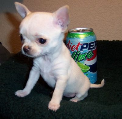 Piepkleine chihuahua puppy voor een goede thuis.