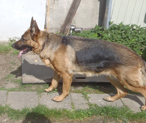 Nestje DUITSE HERDERS verwacht