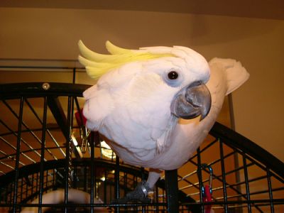 Schattig kaketoe papegaaien te koop