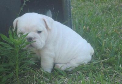 Prachtige Engels Bulldog Pups Voor Adoptie