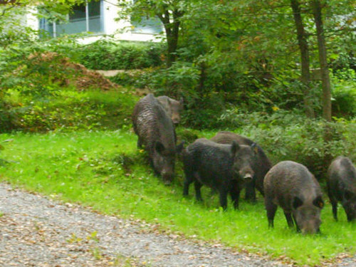 Ardennenbungalow naast bos, 7p, wifi, hond welkom