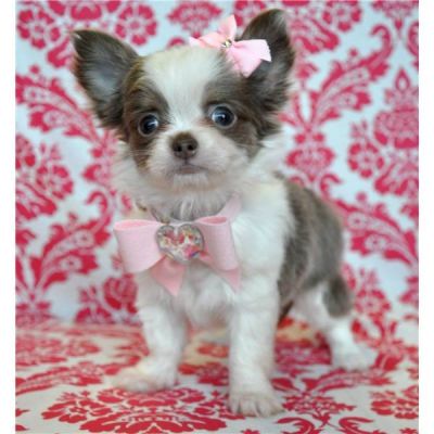 Kleine en Gezonde Chihuahua Pups