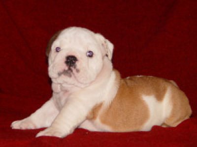 Engels bulldog puppies voor adoptie