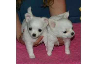 Mooie Chihuahua pups te koop