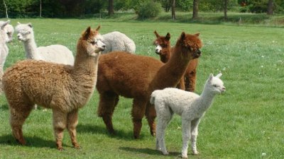 alpaca te koop
