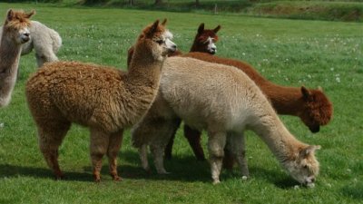 alpaca te koop
