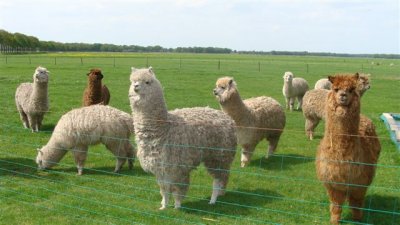 alpaca te koop