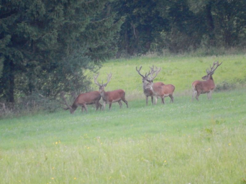 Ardennenbungalow in Durbuy, naast bos, 7p, hond welkom