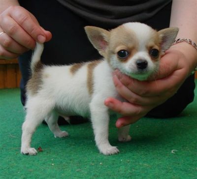Beschikbaar zijn mannen een, d vrouwelijke chihuahua pups voor adoptie