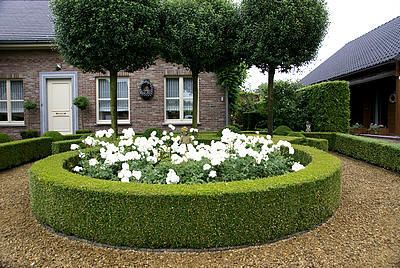 vooraluwplanten