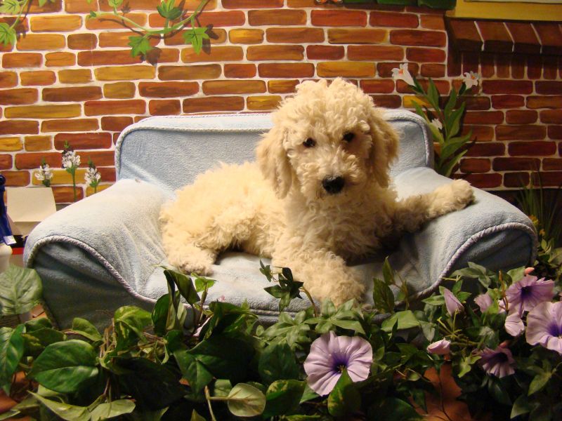 Labradoodle pups medium en mini