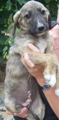 Zazu zoekt een huisje per 1-11-09