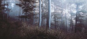 Sed temporibus dolor quia quidem provident nostrum.